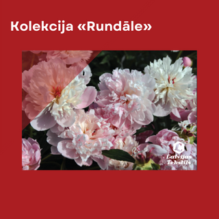 Lina Dvielis | Kolekcija «Rundle» Peoniju Krms