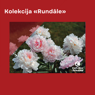 Lina Dvielis | Kolekcija «Rundle» Balti Roz Peonijas